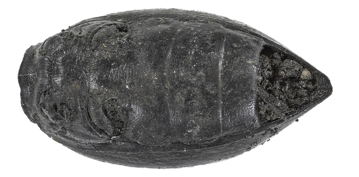 Bottom view of an asphalt-filled beetle abdomen from the Pleistocene 