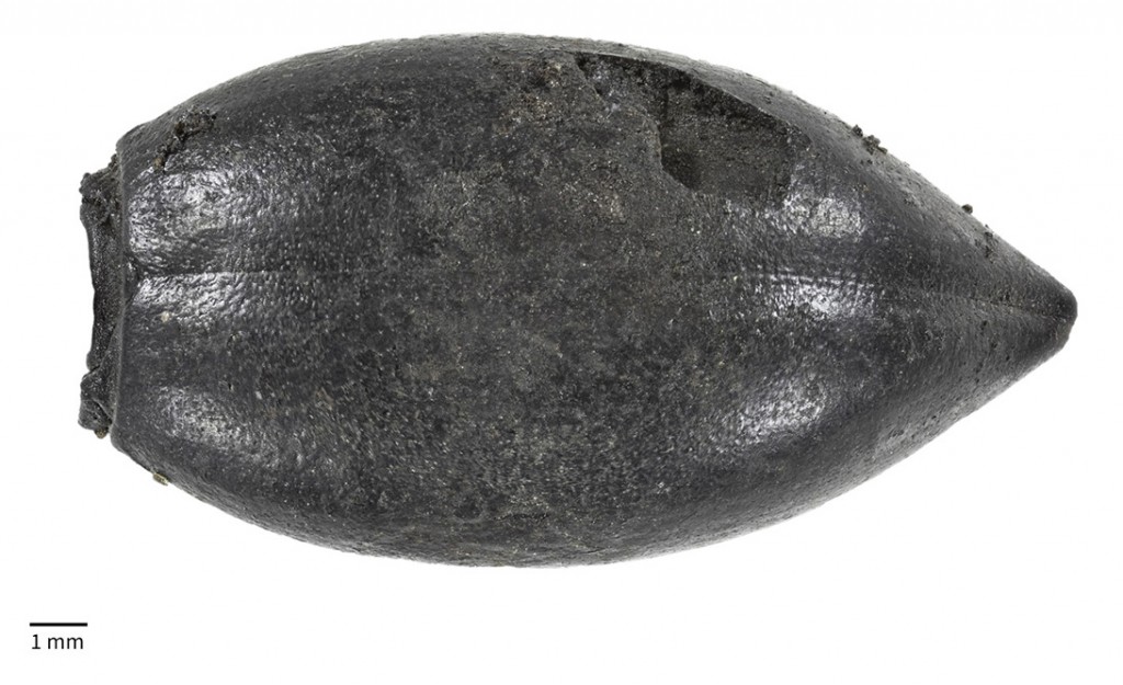 Top view of an asphalt-filled beetle abdomen from the Pleistocene 