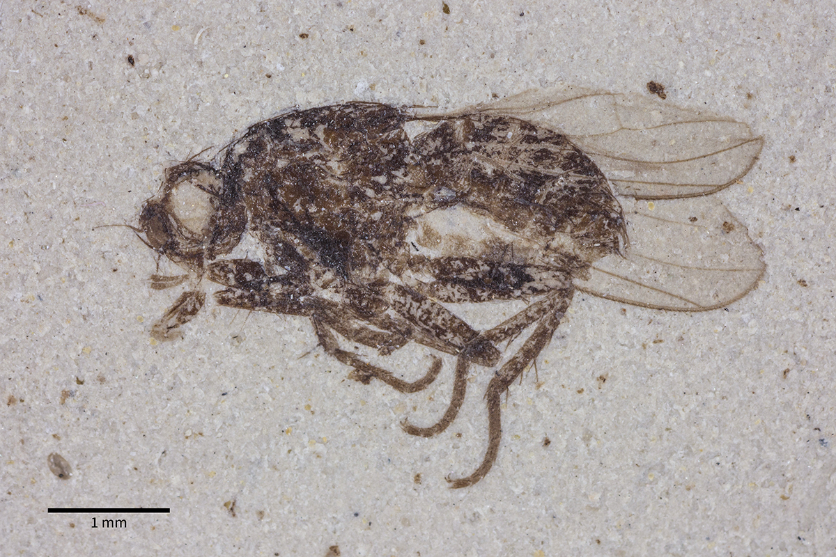 Bringing UCMP’s Fossil Insects to Light and More!